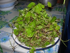 DSCN5098