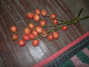 DSCN5114