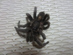 He is dead, but you can get the idea of what he looks like.