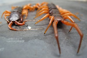 giant-centipede