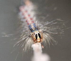 gypsy-moth