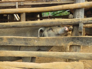 The big pig also greets us.