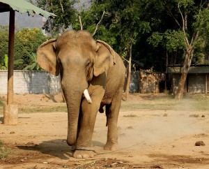 800px-Thai_bull_elephant_in_musth